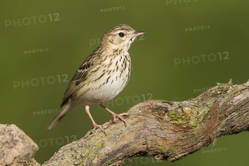 Tree Pipit (Anthus trivialis), Baden-Wuerttemberg, Germany