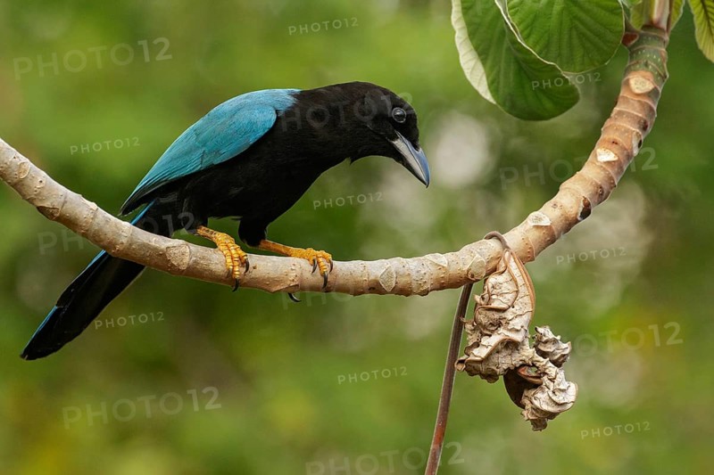 Yucatan Jay (Cyanocorax yucatanicus) perched on a brnach near Cancun on the Yucatan Peninsula of Mexico
