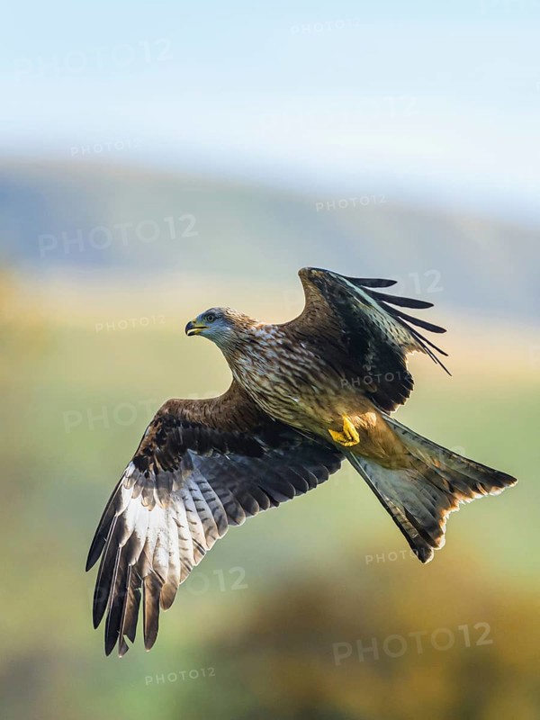 Red Kite, Milvus milvus, bird in flight