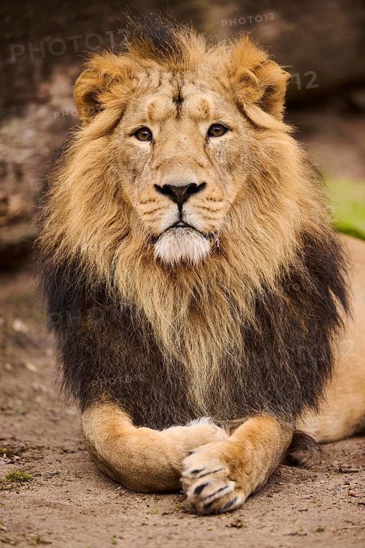Asiatic lion (Panthera leo persica) male lying on the ground, Germany