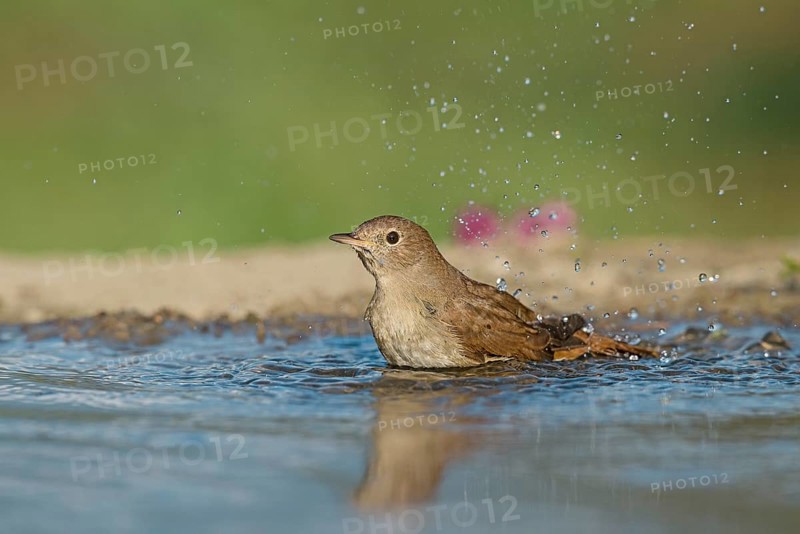 Common Nightingale (Luscinia megarhynchos) bathing in waterhole, Aosta Valley, Italy