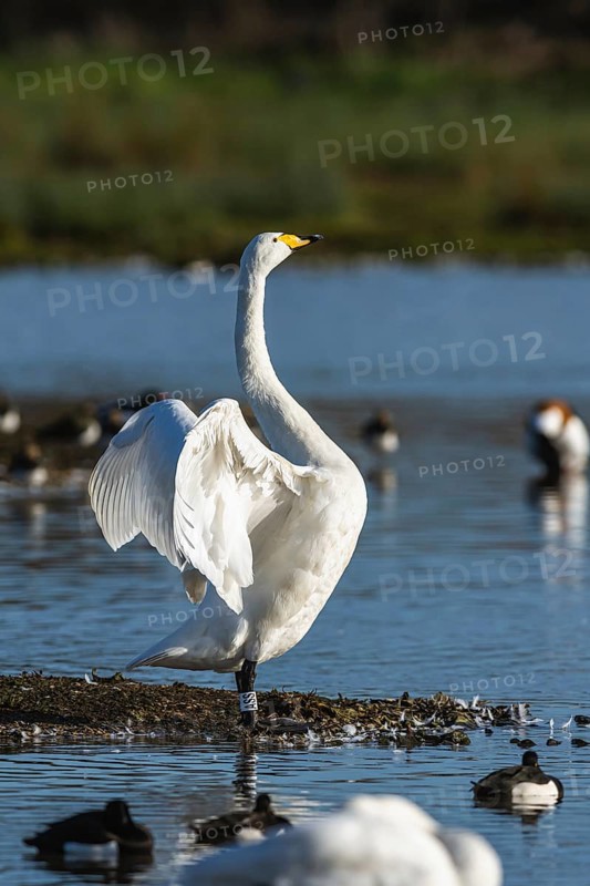 Tundra Swan, Bewick's Swan, Cygnus columbianus at winter in Slimbridge, England, United Kingdom