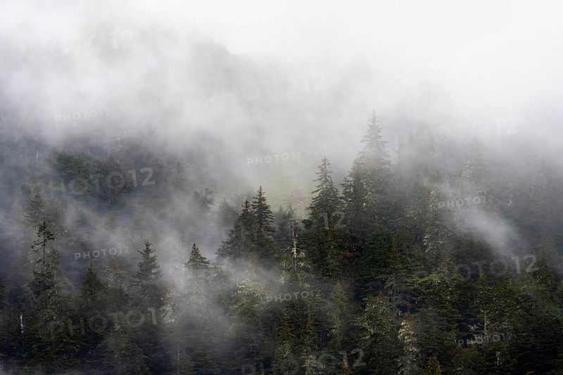 Dense forest on mountain slopes, mystical fog sweeping through the forest, Kenai Fjords National Park, Kenai Peninsula, Alaska, USA