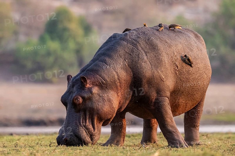Hippopotamus (Hippopatamus amphibius) grazing, Chobe River, Ihaha, Chobe National Park, Botswana