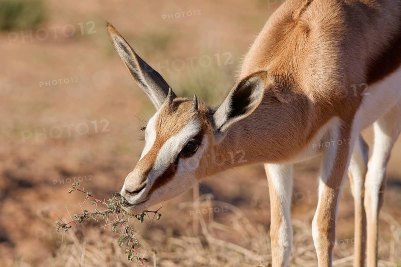 Springbok (Antidorcas marsupialis), young animal, feeding on acacia leaves, head close-up, golden morning light, Kgalagadi Transfrontier Park, Northern Cape, South Africa