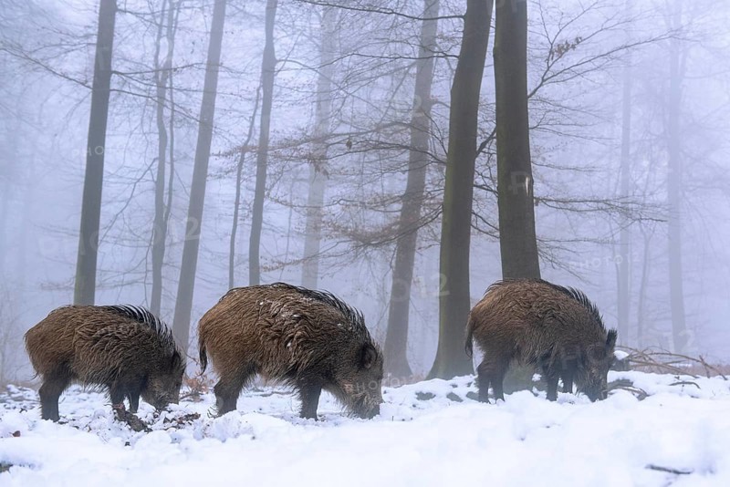 Wild boar (Sus scrofa) in the snow in a wintery forest, Teutoburg Forest, Melle, Lower Saxony, Germany