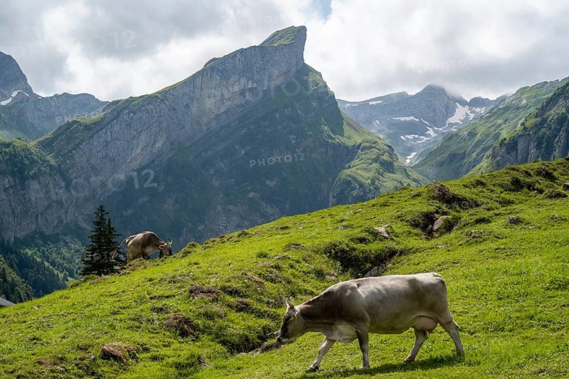 A picturesque scene at Seealpsee in Switzerland features cows grazing peacefully on lush green meadows against the backdrop of majestic alpine mountains