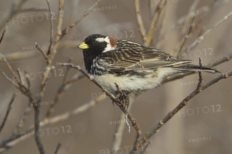Lapland Longspur (Calcarius lapponicus) male, Manitoba, Canada