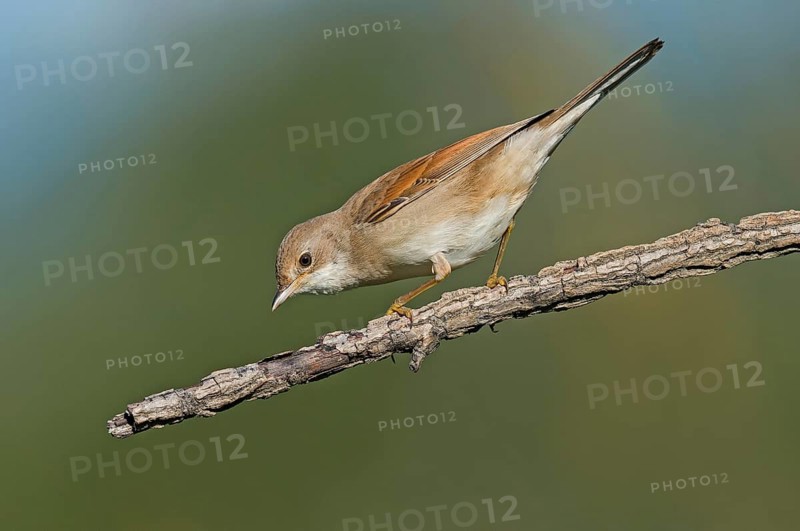 Common Whitethroat (Sylvia communis) perched on a branch, Aosta Valley, Italy