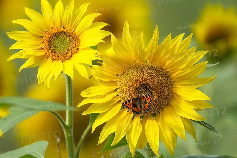 Small tortoiseshell butterfly (Aglais urticae) adult insect feeding on a sunflower flower in summer, RSPB Frampton marsh nature reserve, Lincolnshire, England, United Kingdom