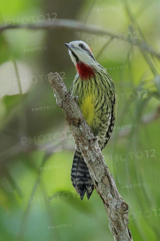 Cuban Green Woodpecker (Xiphidiopicus percussus) perched on a branch in Cuba