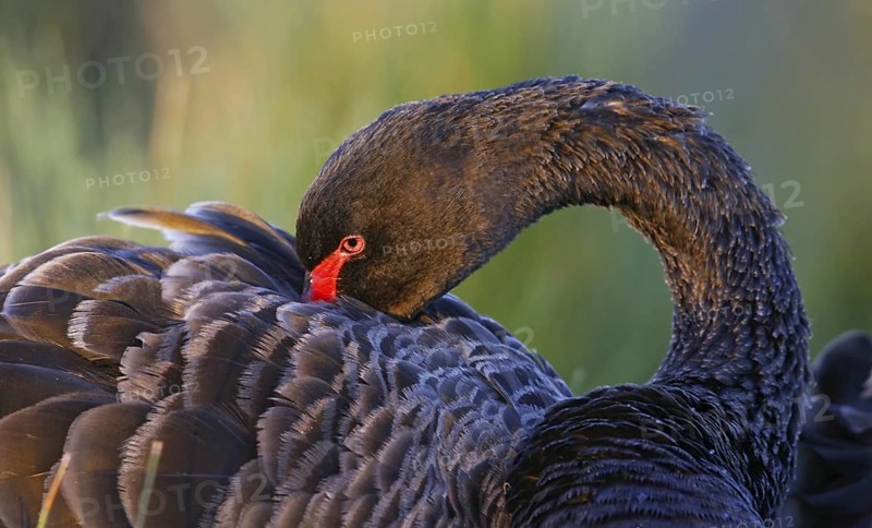 Black Swan (Cygnus atratus), Victoria, Australia