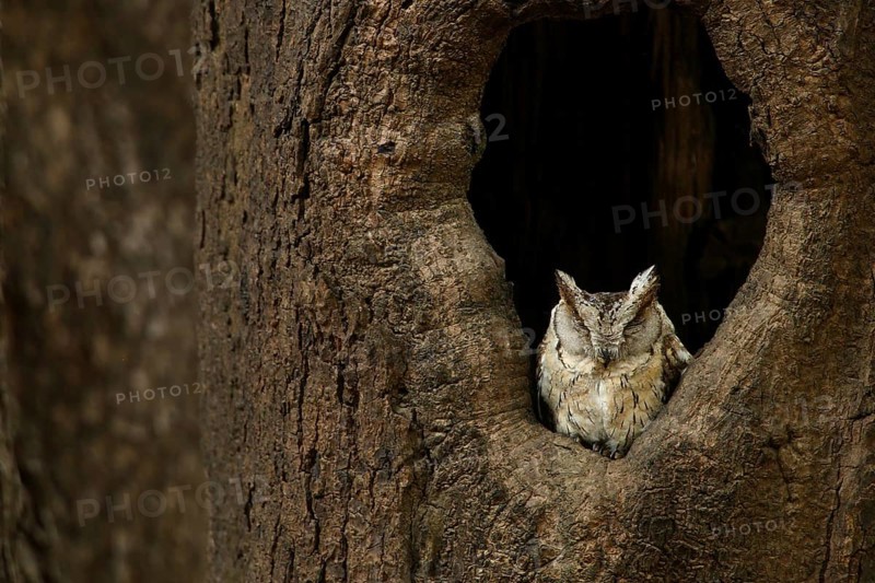 Collared Scops Owl (Otus lettia), Rajasthan, India