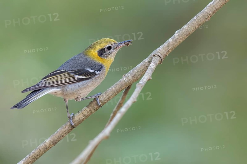 Olive Warbler (Peucedramus taeniatus) perched on a branch in Oaxaca, Mexico