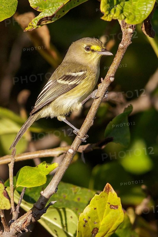 Thick-billed Vireo (Vireo crassirostris) perched on a branch in Cuba