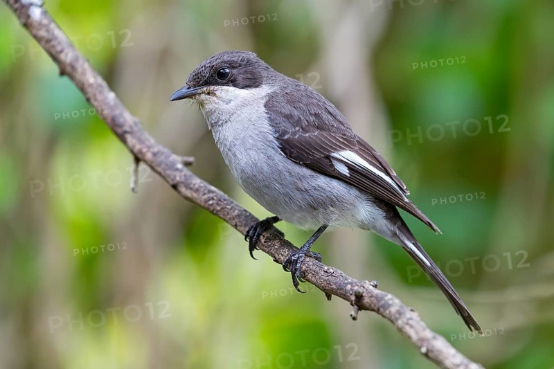 Sigelus silens, Fiscal Flycatcher, Gobemouche fiscal, Papamoscas fiscal, Garden Route National Park, Wilderness Section, Wilderness, Western Cape, South Africa