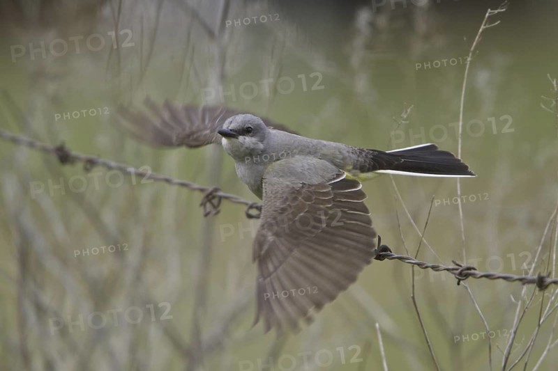 Western Kingbird (Tyrannus verticalis) flying, British Columbia, Canada
