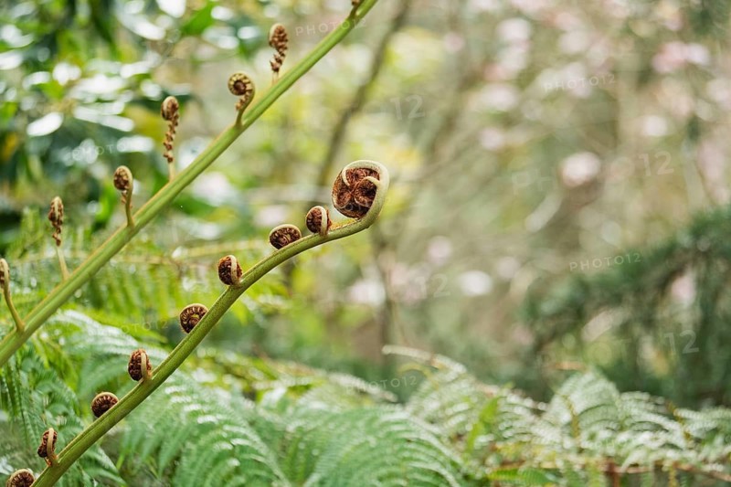 Close-up of vibrant fern fronds unrolling against a lush forest backdrop. The natural details highlight the plant's lifecycle and contribute to a serene atmosphere