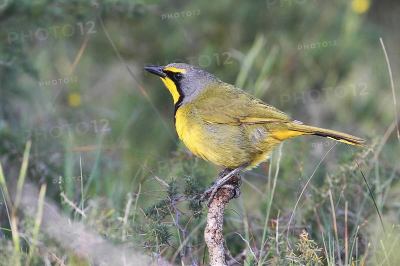 Bokmakierie (Telophorus zeylonus), De Hoop Nature Reserve, South Africa