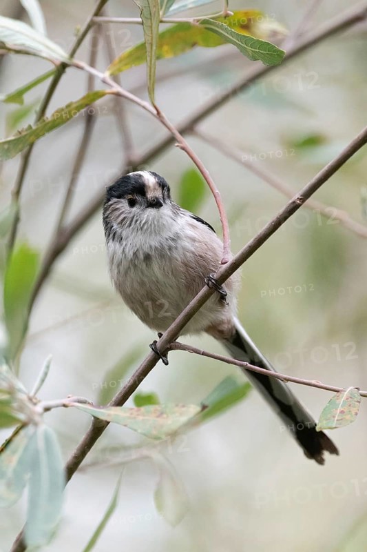 A charming Long-tailed Tit, Aegithalos caudatus, perches gracefully on a delicate branch among lush green foliage. The vivid scene captures its fluffy feathers and inquisitive eyes