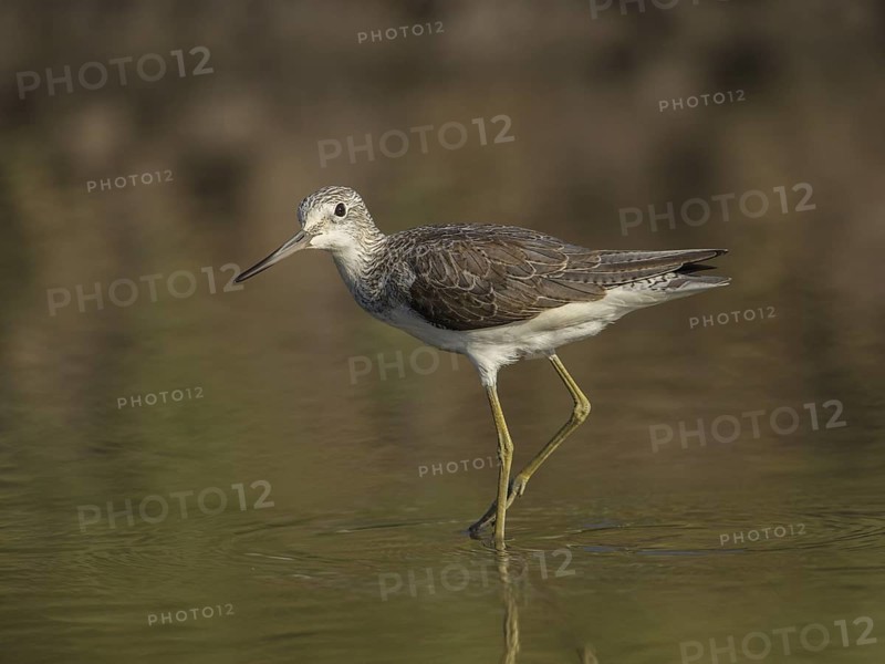 Common Greenshank (Tringa nebularia) foraging, Gambia