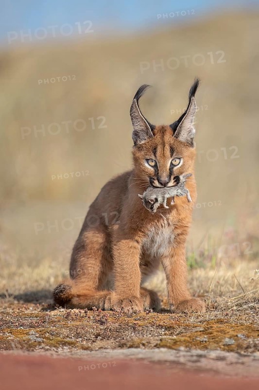 Caracal (Caracal caracal) cub carrying Garden Dormouse (Eliomys quercinus) in jaws, Castile-La Mancha, Spain