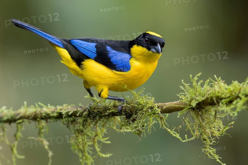 Blue-winged Mountain Tanager (Anisognathus somptuosus) perched on a branch in Colombia, South America