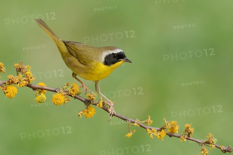 Common Yellowthroat (Geothlypis trichas) male perched on a branch, Texas, USA