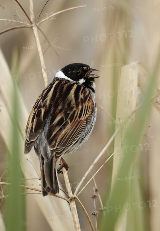 Common Reed Bunting (Emberiza schoeniclus) male singing, Mecklenburg-Western Pomerania, Germany