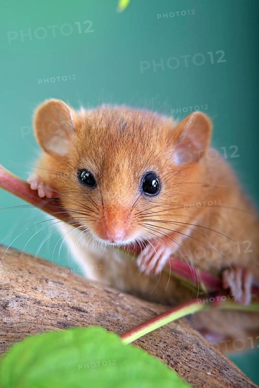 Dormouse (Muscardinus avellanarius) in a raspberry bush Federal Republic of Germany