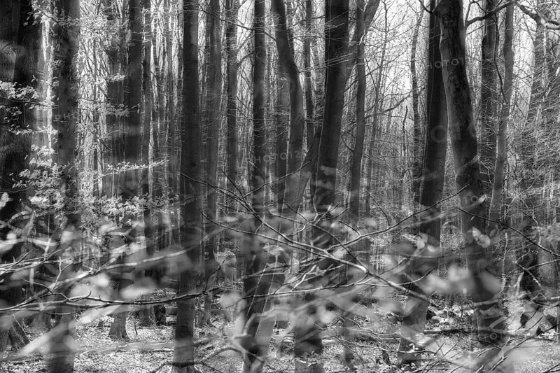 Details, Primeval forest Urwald Sababurg, Hofgeismar, Weser Uplands, Weserbergland, Hesse, Germany