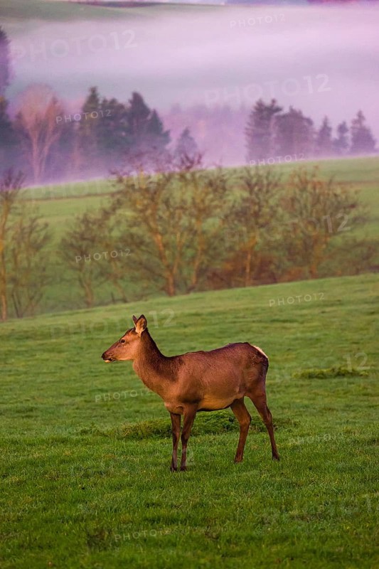 A female Altai maral, Altai wapiti or Altai elk (Cervus canadensis sibiricus) stands on a meadow in the very first light of the day