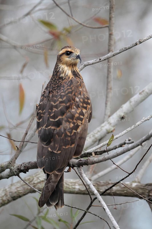 Snail Kite (Rostrhamus sociabilis), Florida, USA