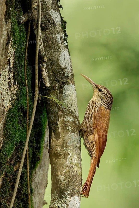 Streak-headed Woodcreeper (Lepidocolaptes souleyetii) perched on a branch in the South of Ecuador
