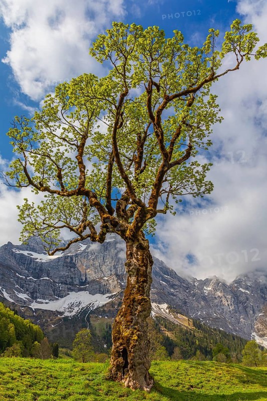 Nature conservancy area Grosser Ahornboden. Sycamore maple trees, Acer pseudoplatanus, in springtime. Karwendel Mountains, Austria