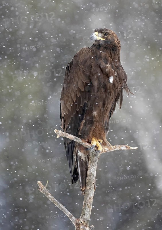 Golden Eagle (Aquila chrysaetos), Maryland, USA