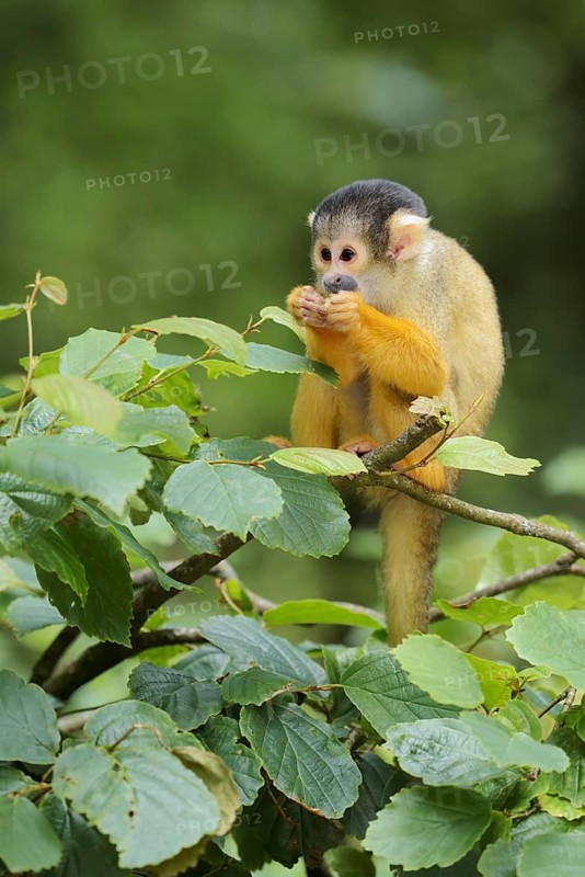 Black-capped squirrel monkey or black-capped squirrel monkey (Saimiri boliviensis), juvenile, captive, occurring in South America