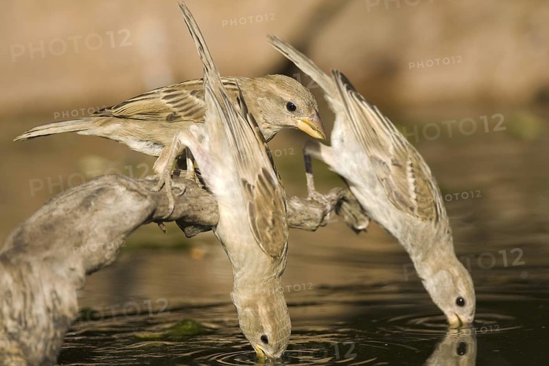 House Sparrow (Passer domesticus) female, Castile-La Mancha, Spain