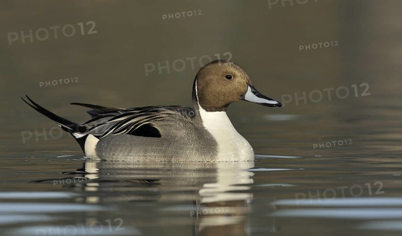Northern Pintail (Anas acuta) male, British Columbia, Canada