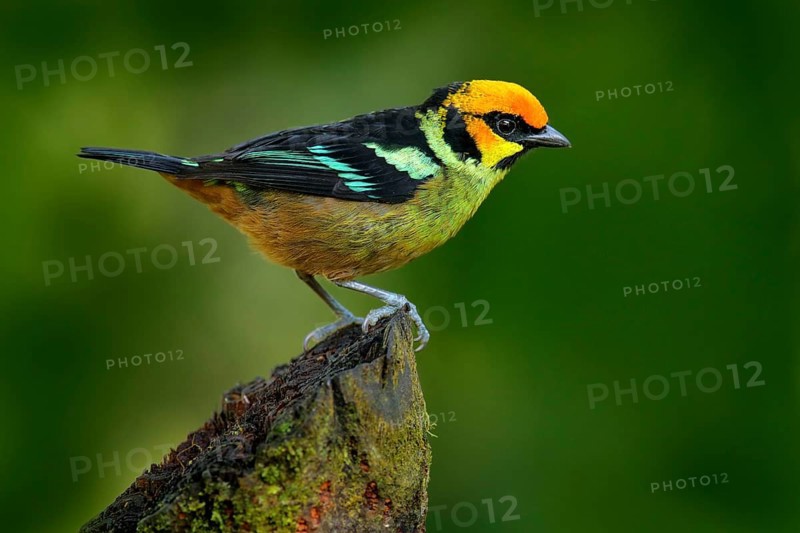 Flame-faced tanager, Tangara parzudakii, sitting on beautiful mossy branch. Bird from Mindo, Ecuador. Birdwatching in South America. Animal in the green forest