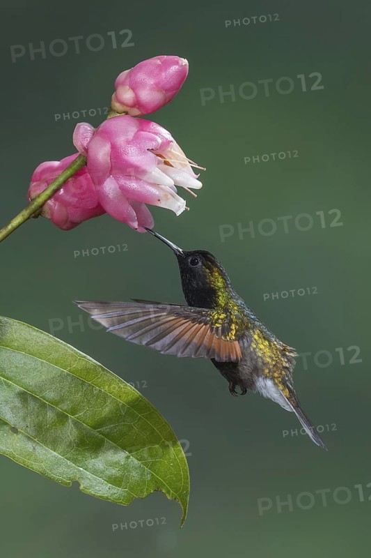 Black-bellied Hummingbird (Eupherusa nigriventris), Costa Rica