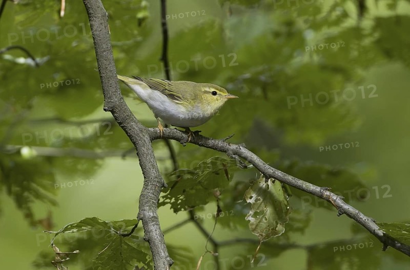 Wood Warbler (Phylloscopus sibilatrix), Saarland, Germany