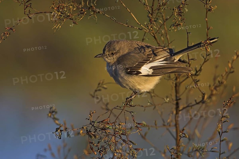 Northern Mockingbird (Mimus polyglottos), Florida, USA