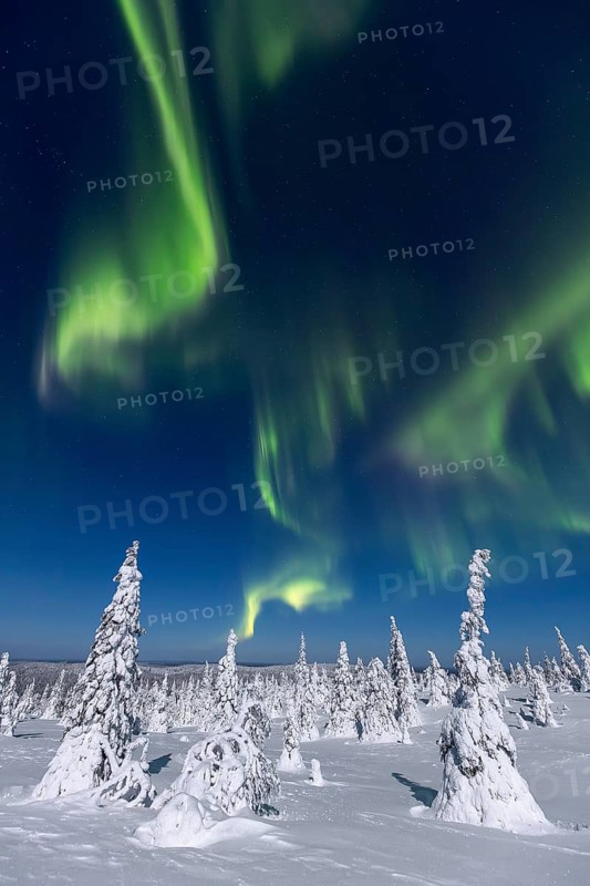 Northern lights, Aurora borealis over snow covered spruce trees on the taiga in winter at night, Riisitunturi National Park, Posio, Lapland, Finland