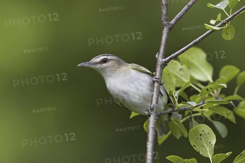 Red-eyed Vireo (Vireo olivaceus), Ontario, Canada
