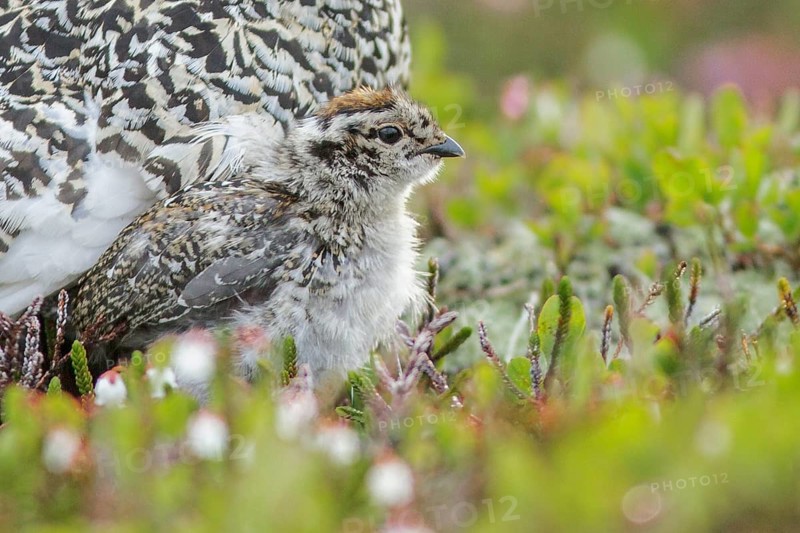 White-tailed Ptarmigan (Lagopus leucurus) in the alpine habitat of British Columbia, Canada
