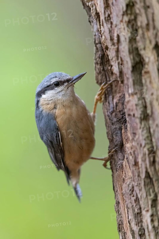 Eurasian nuthatch (Sitta europaea), Sittelle torchepot, Trepador Azul, Neustadt an der Weinstra?e County, Tiszaalpár, Kiskunsági National Park, Bács-Kiskun, Hungary