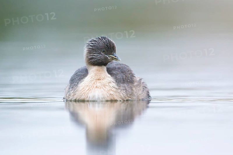 Hoary-headed Grebe (Poliocephalus poliocephalus), Victoria, Australia