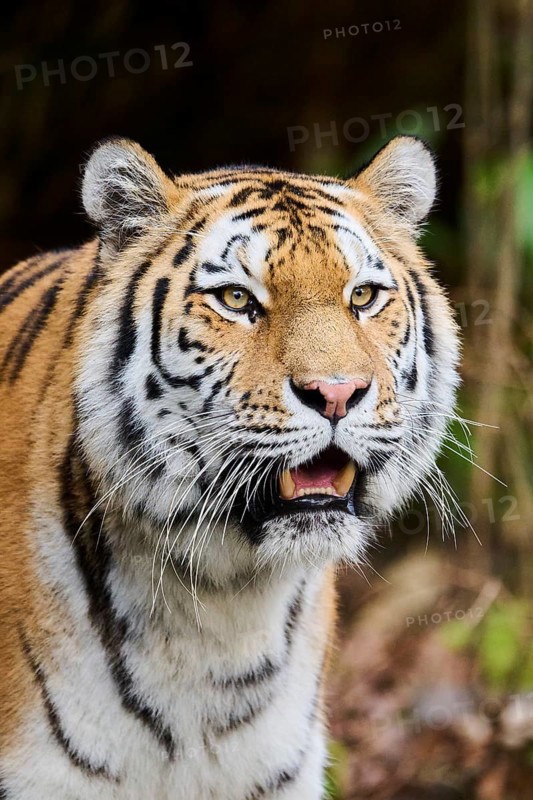 Siberian tiger or Amur tiger (Panthera tigris altaica) portrait, captive, habitat in Russia
