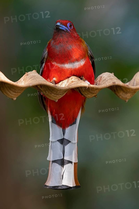 Red-headed Trogon (Harpactes erythrocephalus helenae) male, Yunnan, China